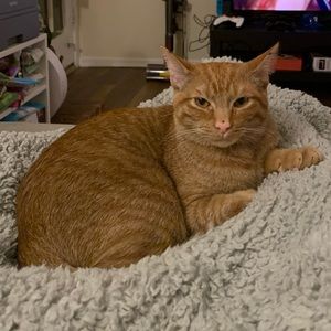 Meet your Posher, Chian-wen